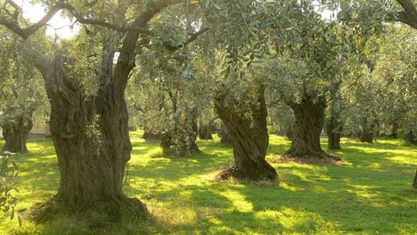 oliviers plantation