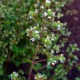 La Marjolaine, Origanum majorana
